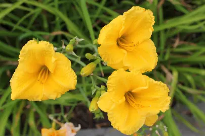 Hemerocallis 'Squeaky' plant with stunning yellow flowers.