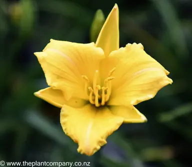 hemerocallis-stella-bella--2