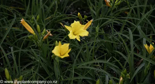 hemerocallis-stella-bella--4