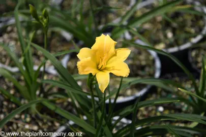 hemerocallis-stella-bella-