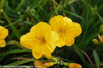 Hemerocallis 'Stella d'oro' yellow flowers against green foliage.