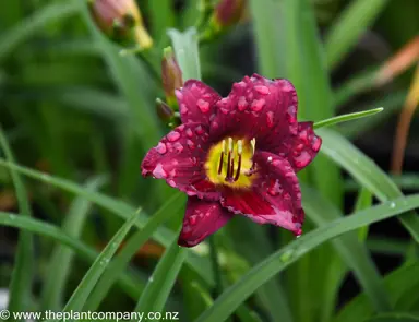 hemerocallis-velvet-shadows--1