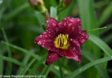 hemerocallis-velvet-shadows-