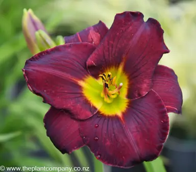 hemerocallis-vintage-bordeaux--1