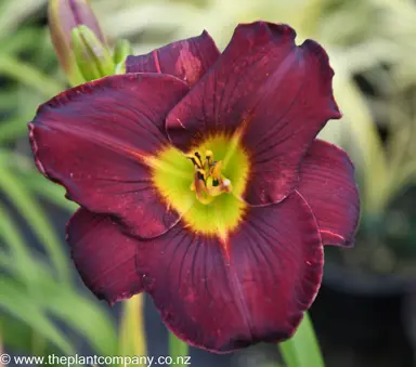 hemerocallis-vintage-bordeaux-