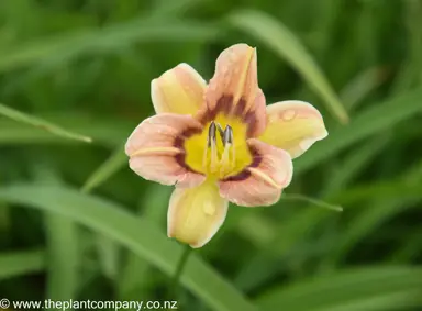 hemerocallis-wee-william-mullis--4