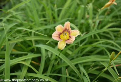 hemerocallis-wee-william-mullis--5