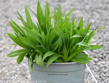 Hemerocallis 'Wee William Mullis' plant in early spring for sale at The Plant Company nursery.