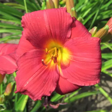 hemerocallis-wine-delight-