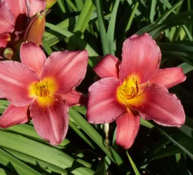 hemerocallis-wine-delight-2