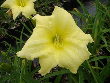 hemerocallis-moon-goddess-