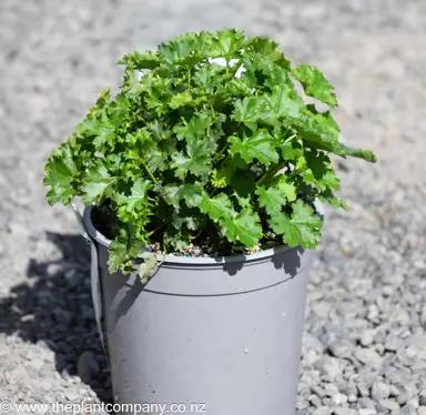 Heuchera 'Apple Crisp' plant for sale at The Plant Company nursery.