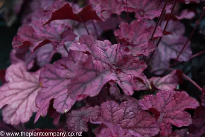 heuchera-berry-smoothie--1