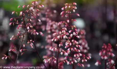 heuchera-berry-smoothie-