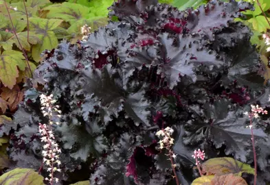 heuchera-black-taffeta--3