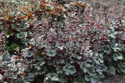 heuchera-dark-secret--1