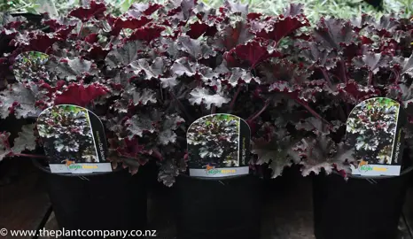 heuchera-dark-secret--2