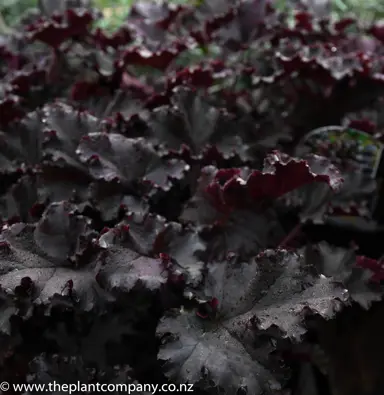 heuchera-dark-secret--3