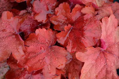 heuchera-fire-alarm-