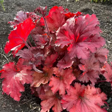 heuchera-fire-alarm-1