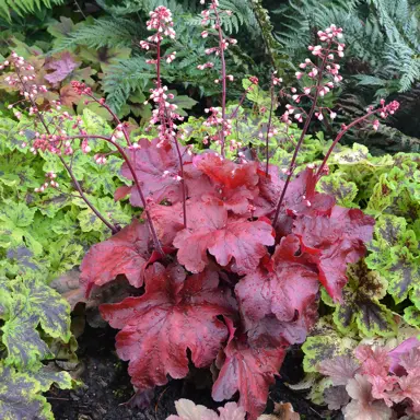 heuchera-fire-alarm-2