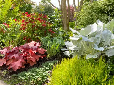 heuchera-fire-alarm-3