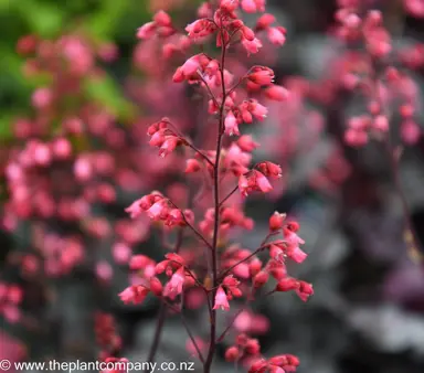 heuchera-glitter--4