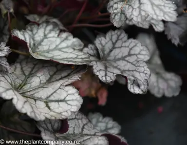 heuchera-glitter--5