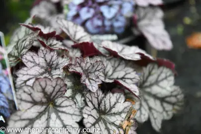 heuchera-glitter-