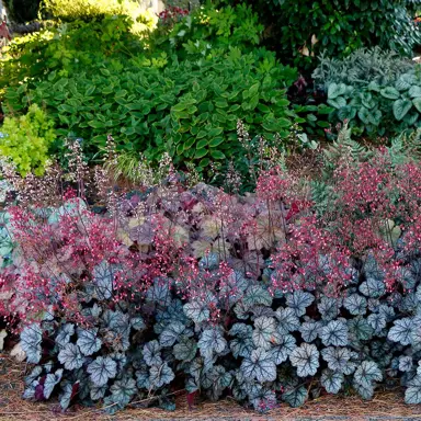 heuchera-glitter-1