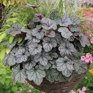 heuchera-glitter-2