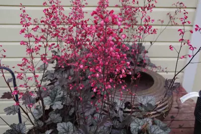 heuchera-glitter-3