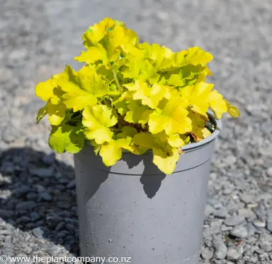 Heuchera 'Lime Marmalade' plant for sale at The Plant Company nursery.