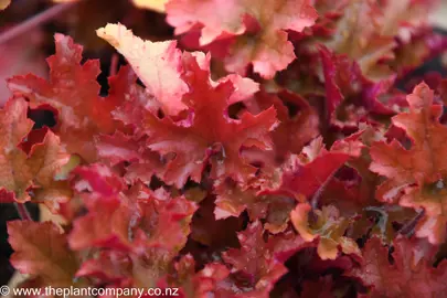 heuchera-marmalade--1