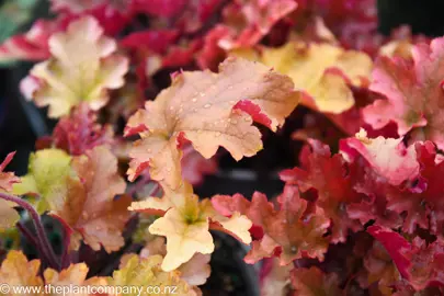 heuchera-marmalade--2