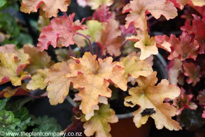 heuchera-marmalade--3