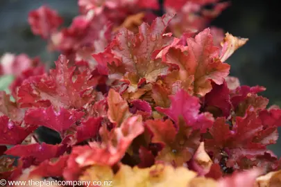 heuchera-marmalade-