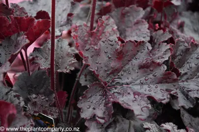 heuchera-northern-exposure-black--1