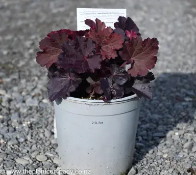Heuchera 'Northern Exposure Black' plant for sale at The Plant Company nursery.