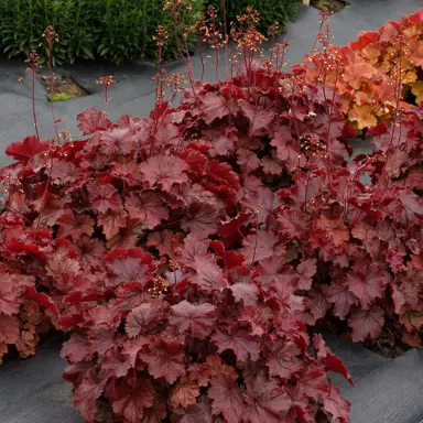 heuchera-northern-exposure-red--1