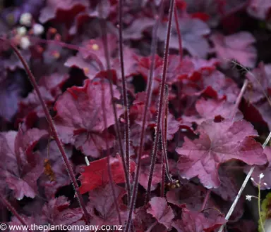 heuchera-northern-exposure-red--2