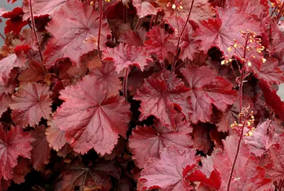 heuchera-northern-exposure-red-