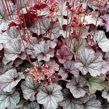 heuchera-northern-exposure-silver-