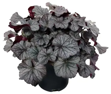 heuchera-northern-exposure-silver-1