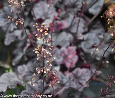 heuchera-obsidian--2