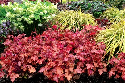 heuchera-peach-crisp-1