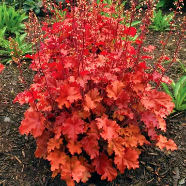heuchera-peach-crisp-2