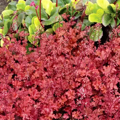heuchera-peach-crisp-3