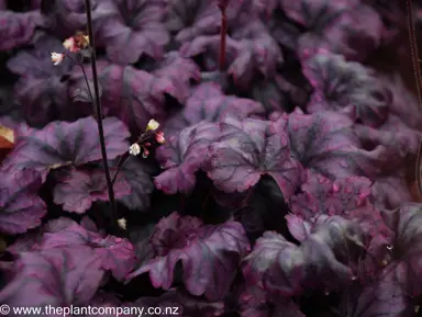 heuchera-plum-royale--2