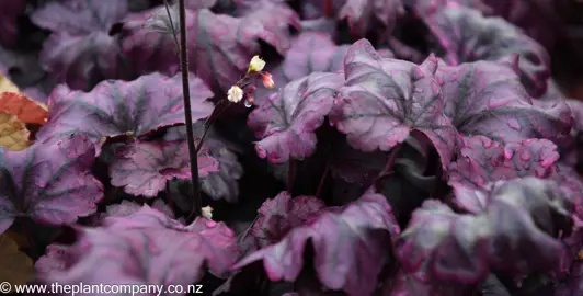 heuchera-plum-royale--3